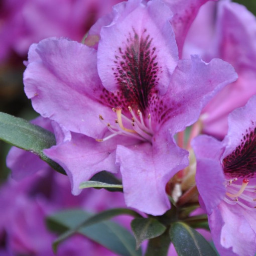 Rhododendron (Azalée) Rasputin P9/C1
