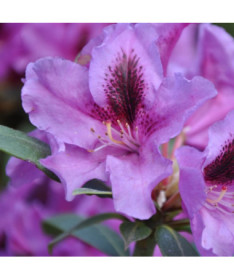 Rhododendron (Azalée) Rasputin P9/C1