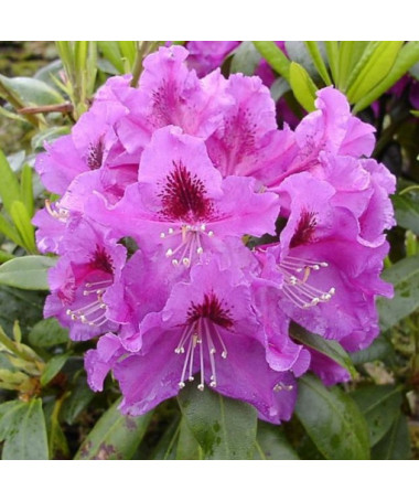 Rhododendron (Azalée) Rasputin P9/C1