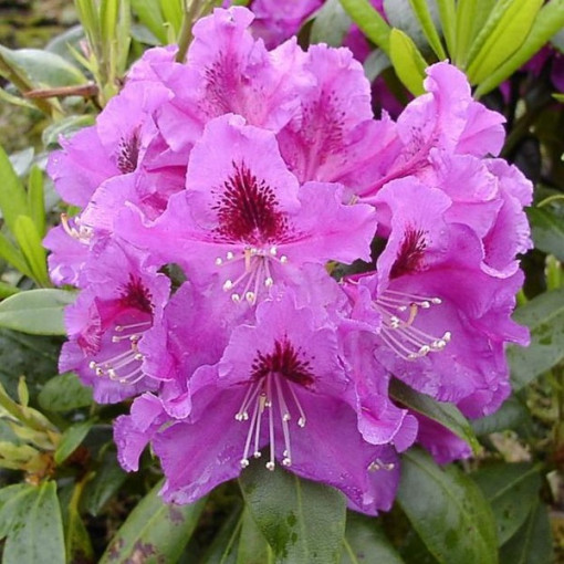 Rhododendron (Azalée) Rasputin P9/C1