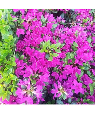 Rhododendron (Azalée) 'Purpurtraum' P9/C1