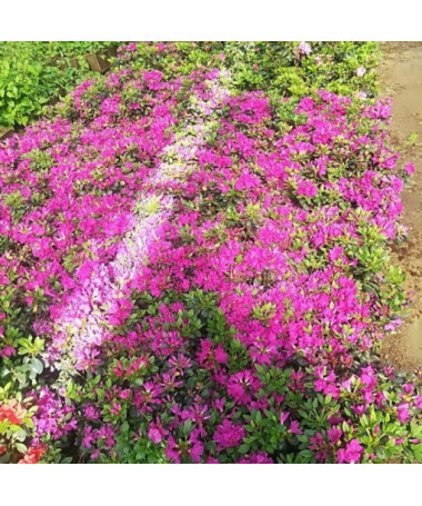 Rhododendron (Azalée) 'Purpurtraum' P9/C1