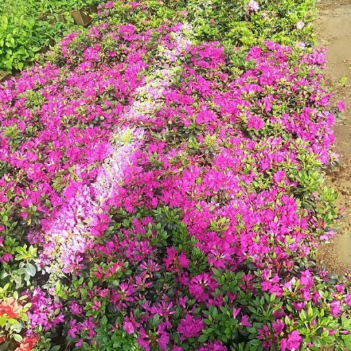 Rhododendron (Azalée) 'Purpurtraum' P9/C1