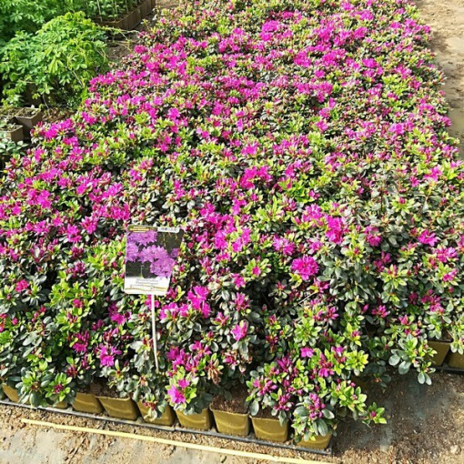 Rhododendron (Azalée) 'Purpurtraum' P9/C1