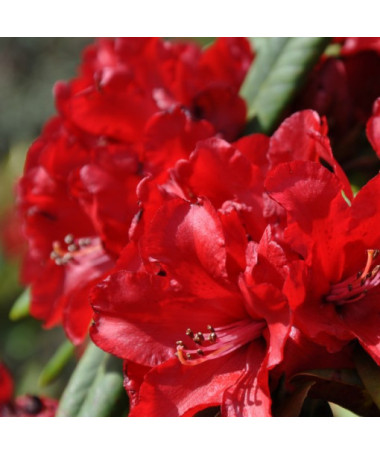 Rhododendron (Azalée) Purpurkissen P9/C1