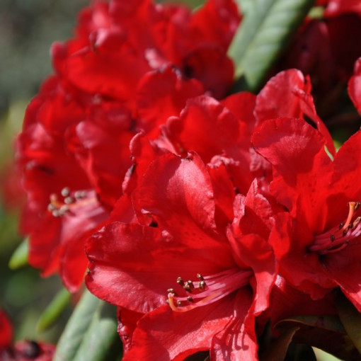 Rhododendron (Azalée) Purpurkissen P9/C1