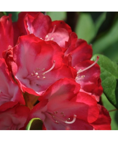 Rhododendron (Azalée) Prinz Karneval P9/C1