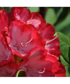 Rhododendron (Azalée) Prinz Karneval P9/C1