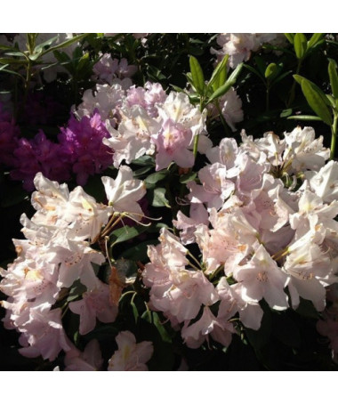 Rhododendron (Azalée) Polaris P9/C1