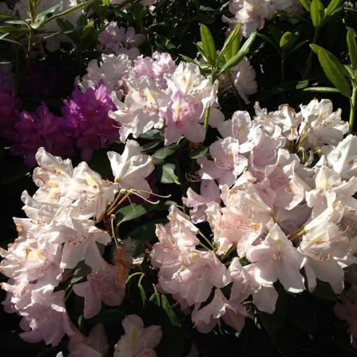 Rhododendron (Azalée) Polaris P9/C1