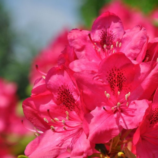 Rhododendron (Azalée) Nova Zembla P9/C1