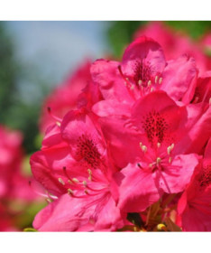 Rhododendron (Azalée) Nova Zembla P9/C1