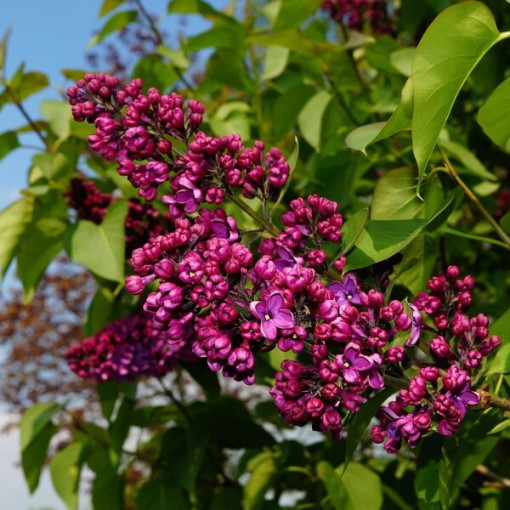 Ensemble de 5 pièces - Lilas en pot P9/C1