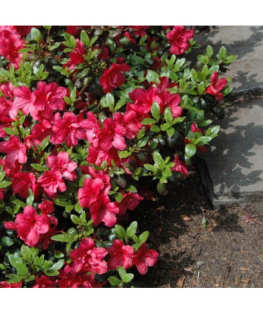 Rhododendron (Azalée) 'Marushka' P9/C1