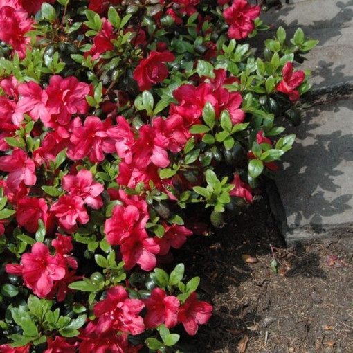 Rhododendron (Azalée) 'Marushka' P9/C1