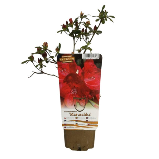 Rhododendron (Azalée) 'Marushka' P9/C1