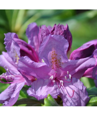 Rhododendron (Azalée) Lee's Dark Purple P9/C1