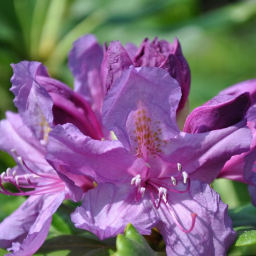 Rhododendron (Azalée) Lee's Dark Purple P9/C1