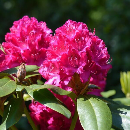Rhododendron (Azalée) 'Kermesina Rose' P9/C1