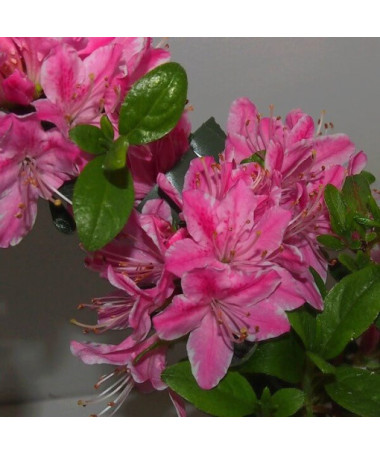 Rhododendron (Azalée) 'Kermesina Rose' P9/C1