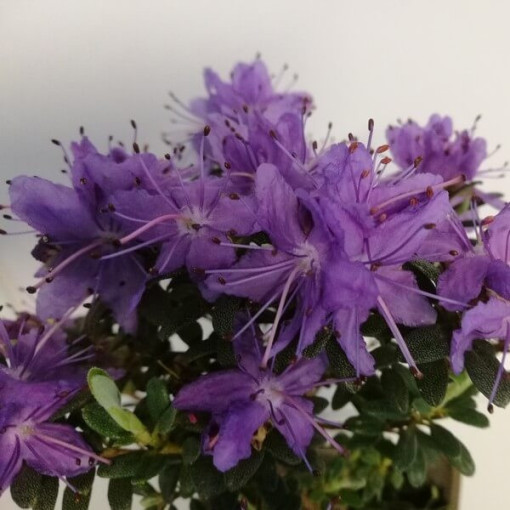 Rhododendron (Azalée) 'Impeditum' P9/C1