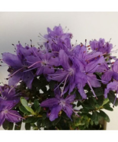 Rhododendron (Azalée) 'Impeditum' P9/C1