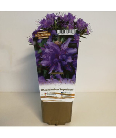 Rhododendron (Azalée) 'Impeditum' P9/C1
