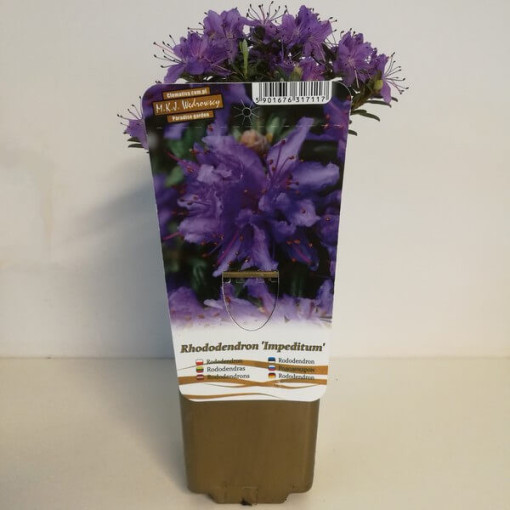 Rhododendron (Azalée) 'Impeditum' P9/C1