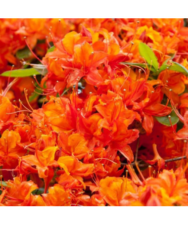 Rhododendron (Azalée) Hotspur Red P9/C1