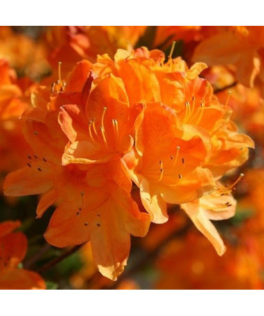 Rhododendron (Azalée) Golden Eagle P9/C1