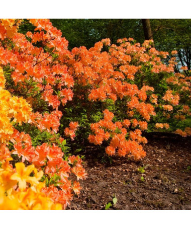 Rhododendron (Azalée) Golden Eagle P9/C1