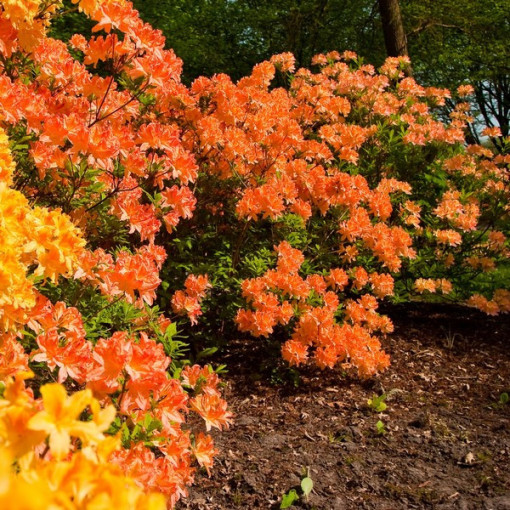 Rhododendron (Azalée) Golden Eagle P9/C1