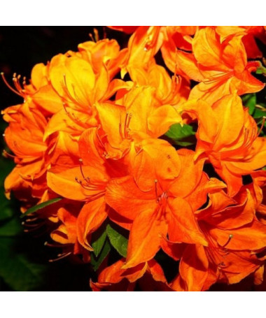 Rhododendron (Azalée) Fireball P9/C1