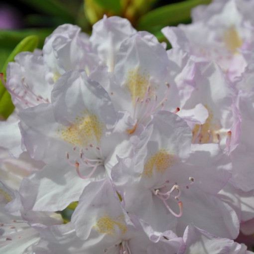 Rhododendron (Azalée) Effner P9/C1