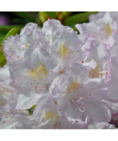 Rhododendron (Azalée) Effner P9/C1