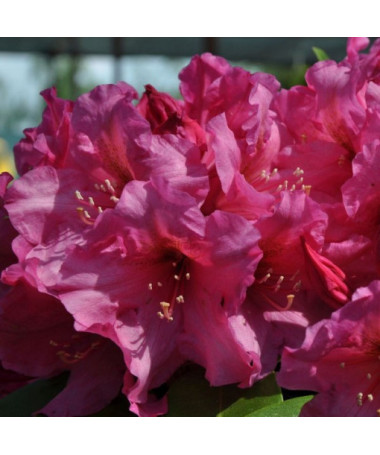 Rhododendron (Azalée) Duke of York P9/C1