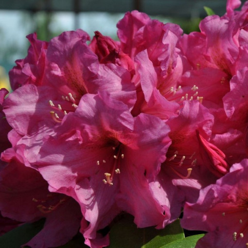 Rhododendron (Azalée) Duke of York P9/C1