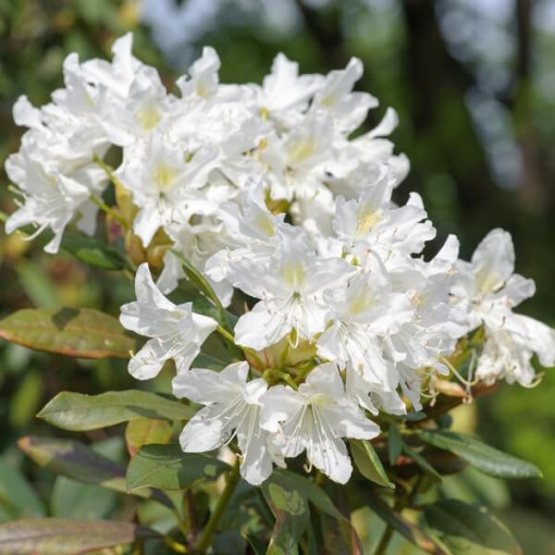 Rhododendron (Azalée) Cunningham's White pot, 2L