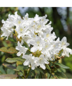 Rhododendron (Azalée) Cunningham's White pot, 2L