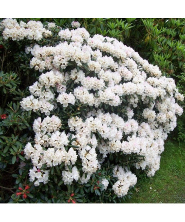 Rhododendron (Azalée) Cunningham's White P9/C1