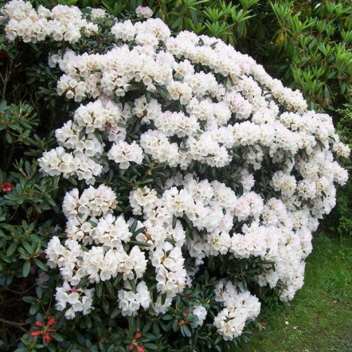 Rhododendron (Azalée) Cunningham's White P9/C1