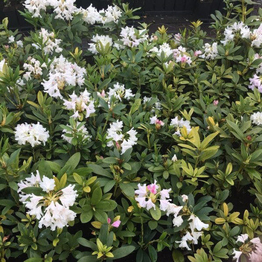 Rhododendron (Azalée) Cunningham's White P9/C1