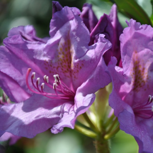Rhododendron (Azalée) Catawbiense Grandiflorum P9/C1