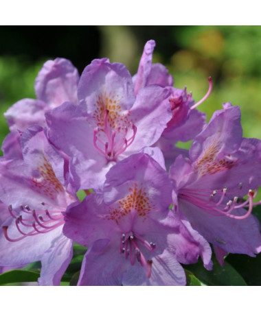 Rhododendron (Azalée) Catawbiense Grandiflorum P9/C1