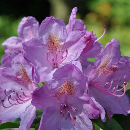 Rhododendron (Azalée) Catawbiense Grandiflorum P9/C1