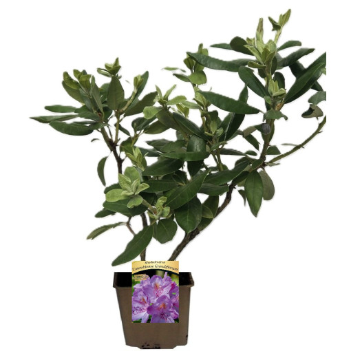 Rhododendron (Azalée) Catawbiense Grandiflorum P9/C1