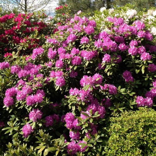 Rhododendron (Azalée) Boursault P9/C1