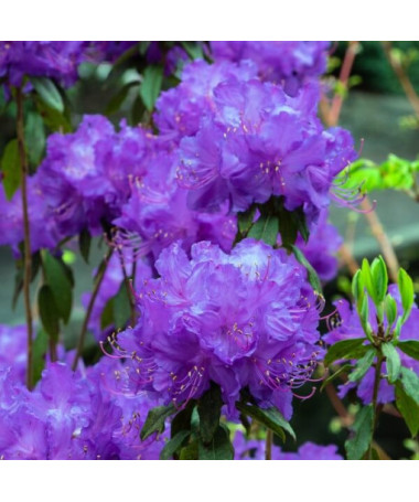 Rhododendron (Azalée) 'Blue Silver' P9/C1