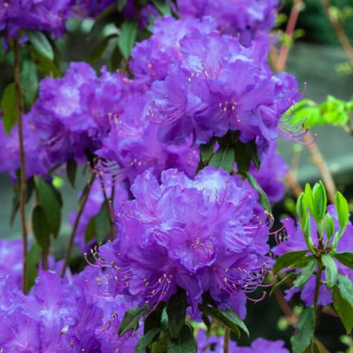 Rhododendron (Azalée) 'Blue Silver' P9/C1