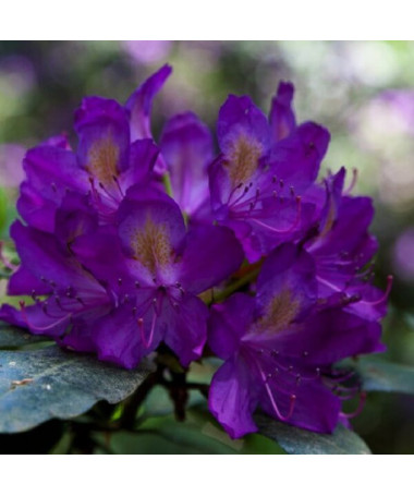 Rhododendron (Azalée) 'Blue Silver' P9/C1